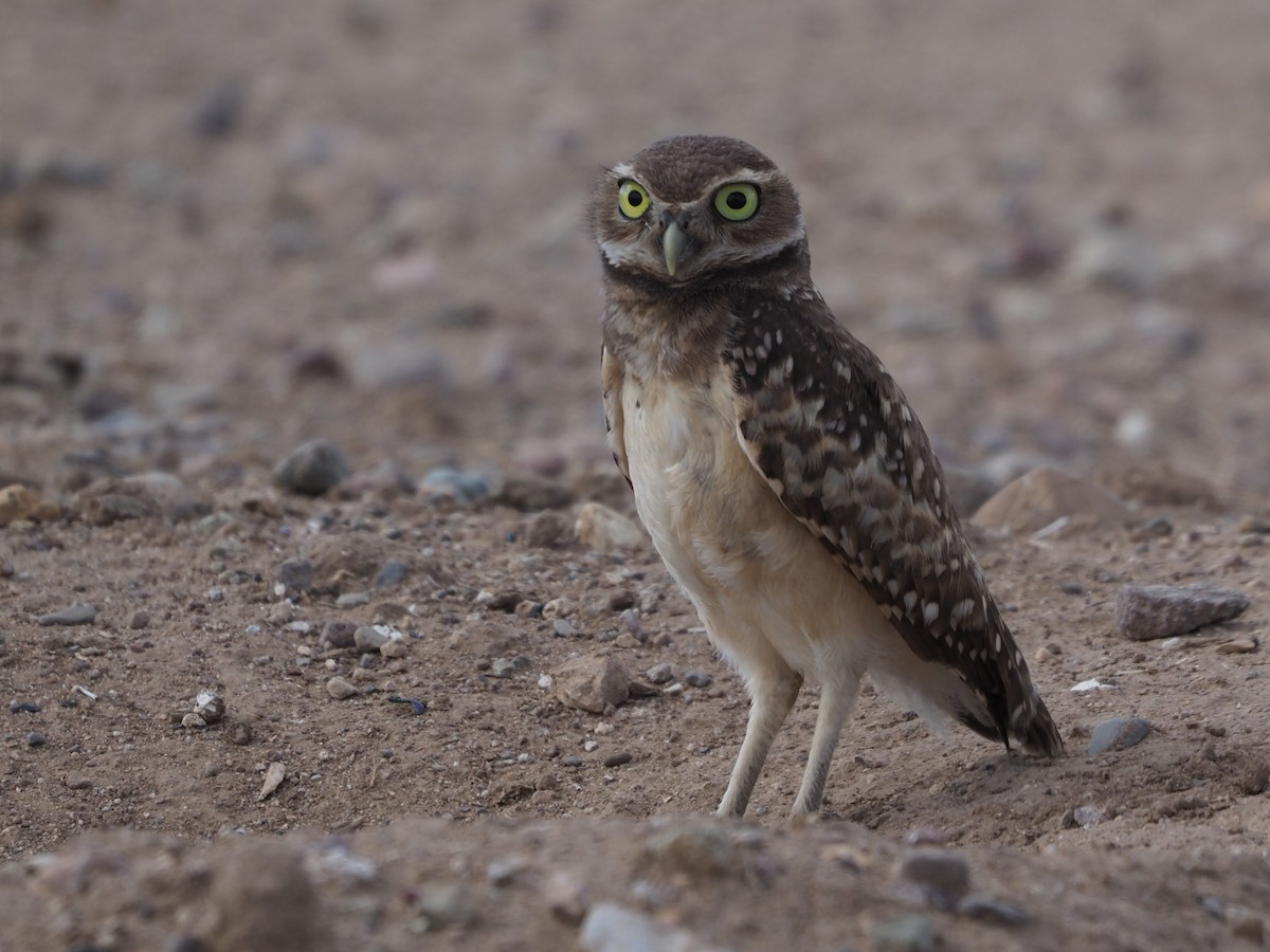 Burrowing Owl - Richard Kaskan