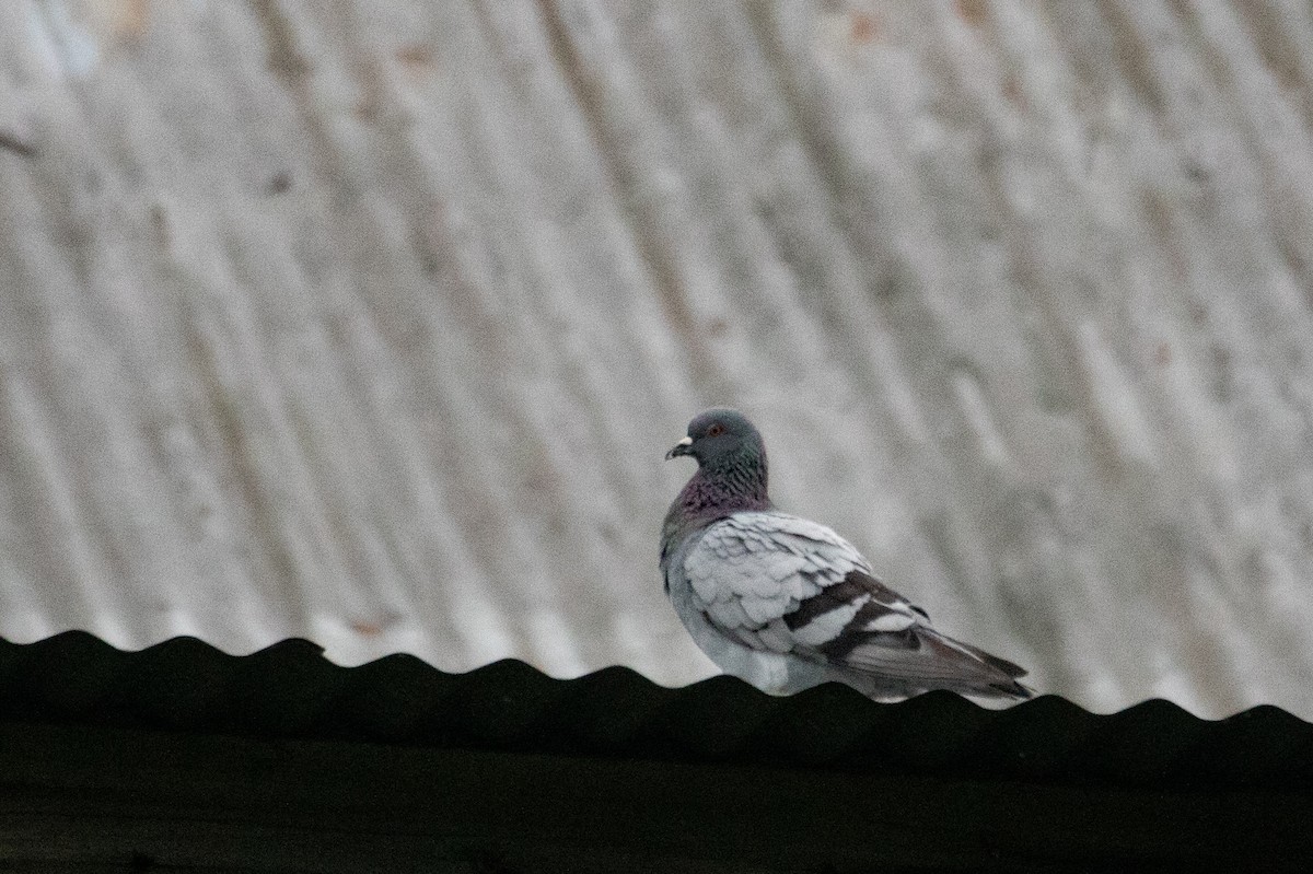 Rock Pigeon (Feral Pigeon) - ML473760051