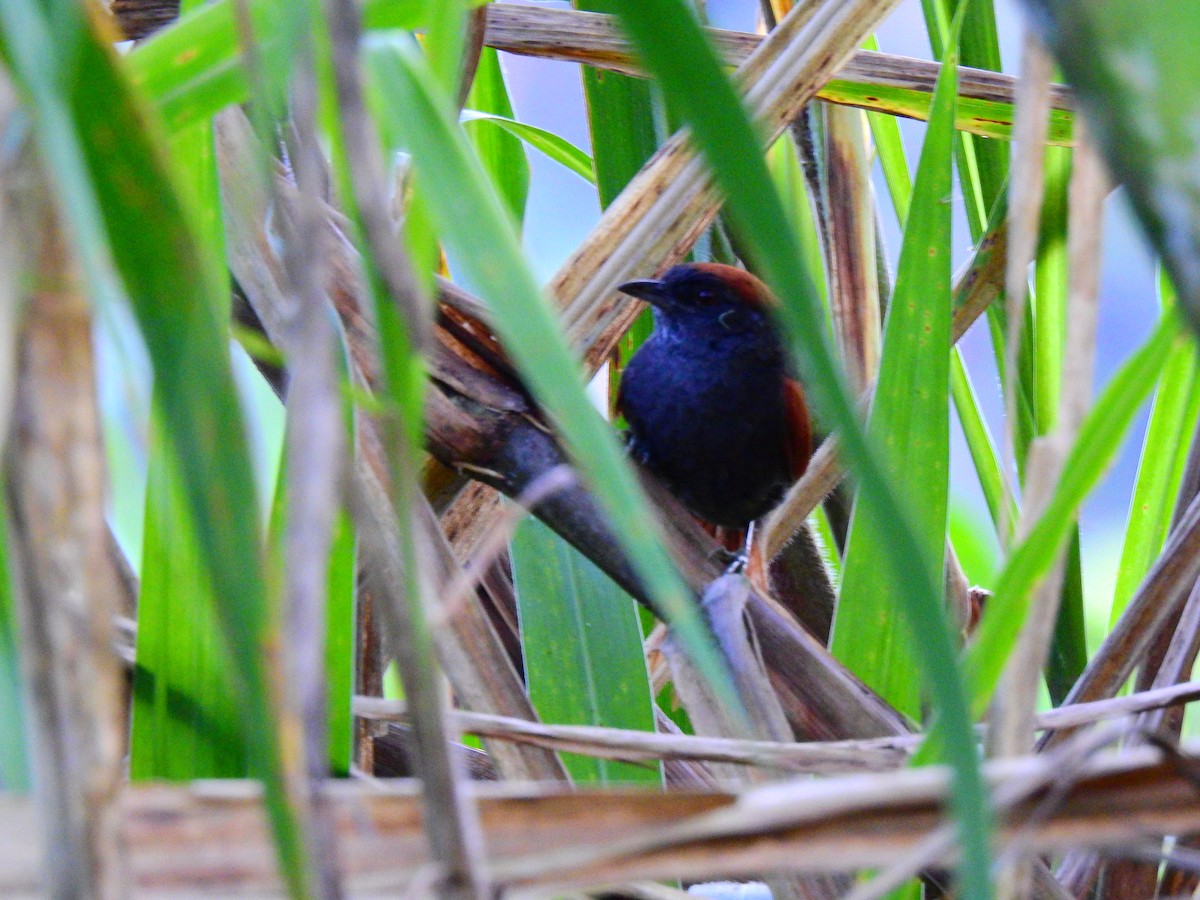 Dusky Spinetail - Edwin Munera