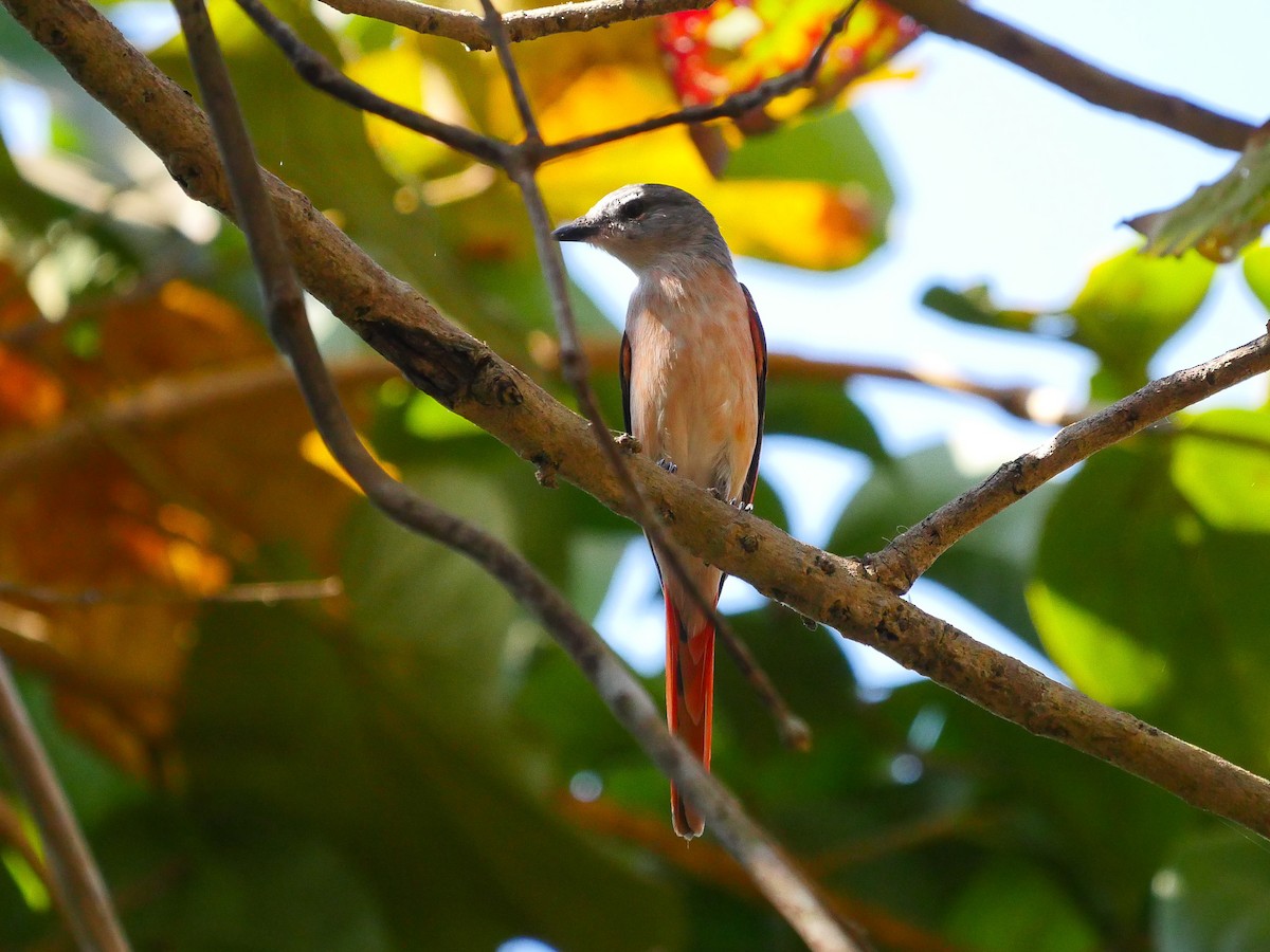 Rosy Minivet - ML47376101