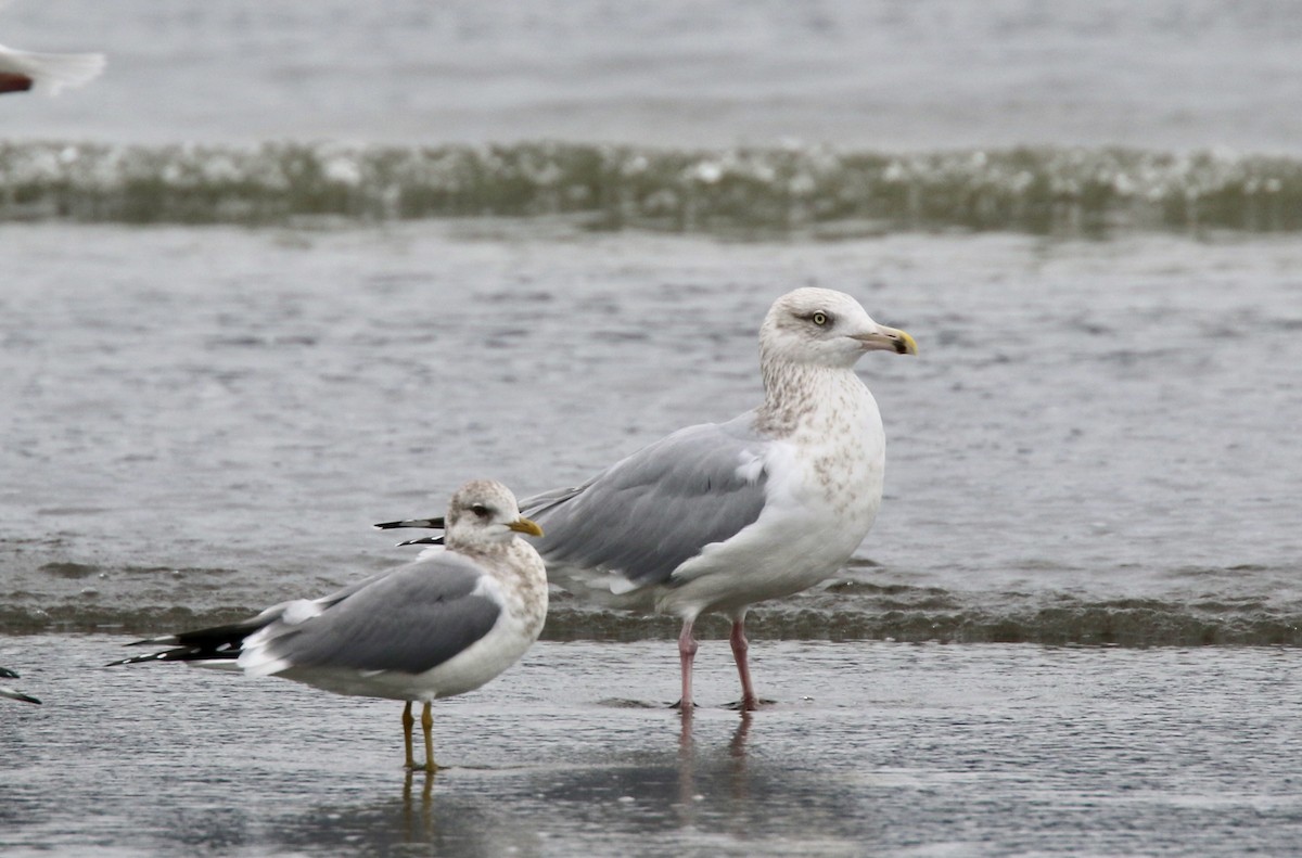 Gaviota Argéntea - ML47376141