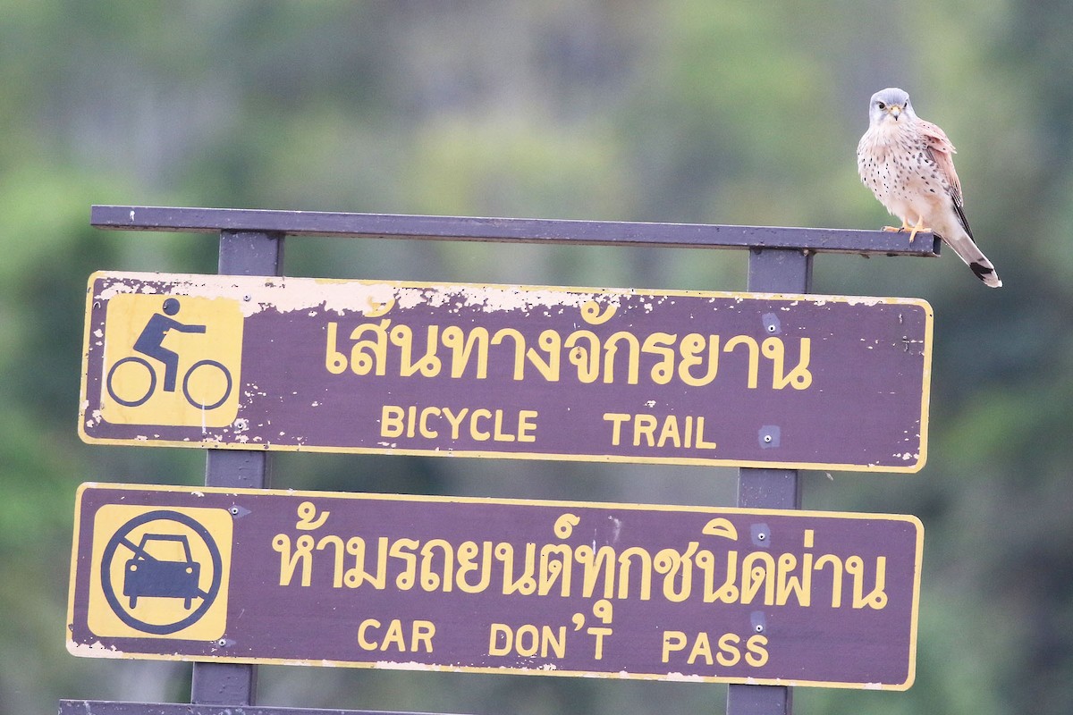 Eurasian Kestrel - ML47376361