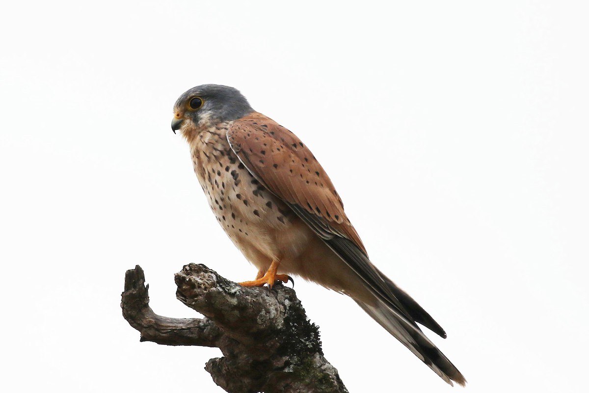 Eurasian Kestrel - ML47376371