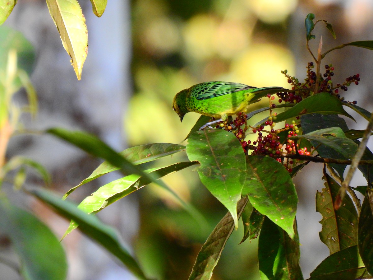 Spotted Tanager - ML473764171