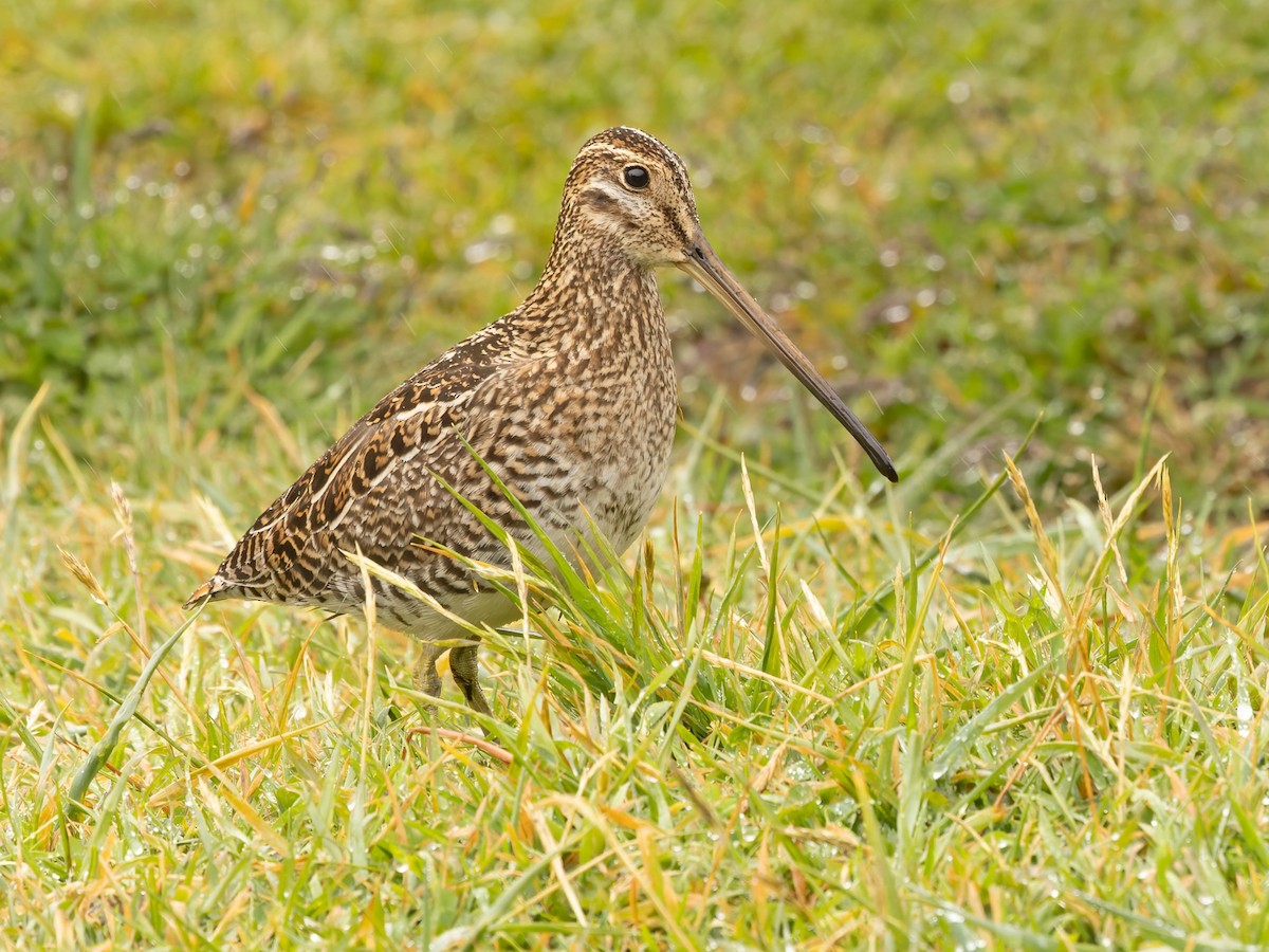 Noble Snipe - Gallinago nobilis - Birds of the World