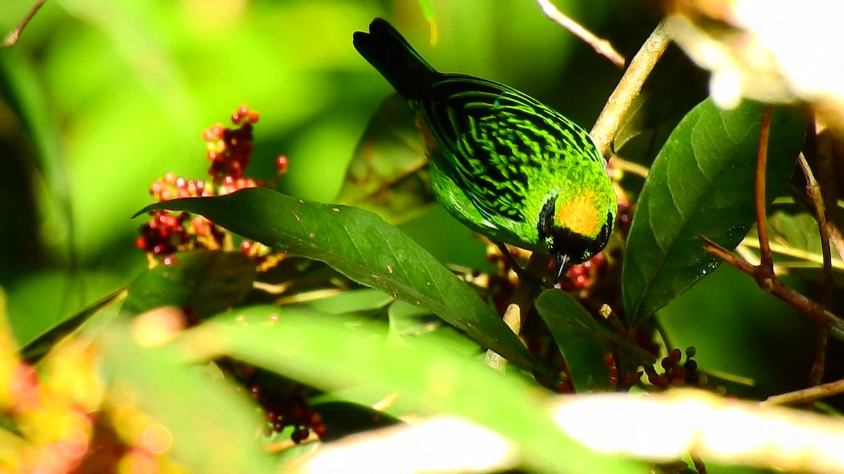 Green-and-gold Tanager - ML473764681