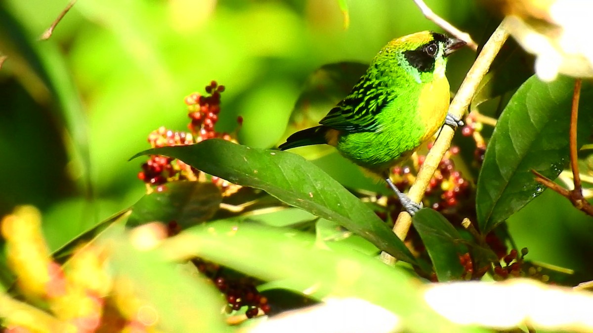 Green-and-gold Tanager - ML473764701