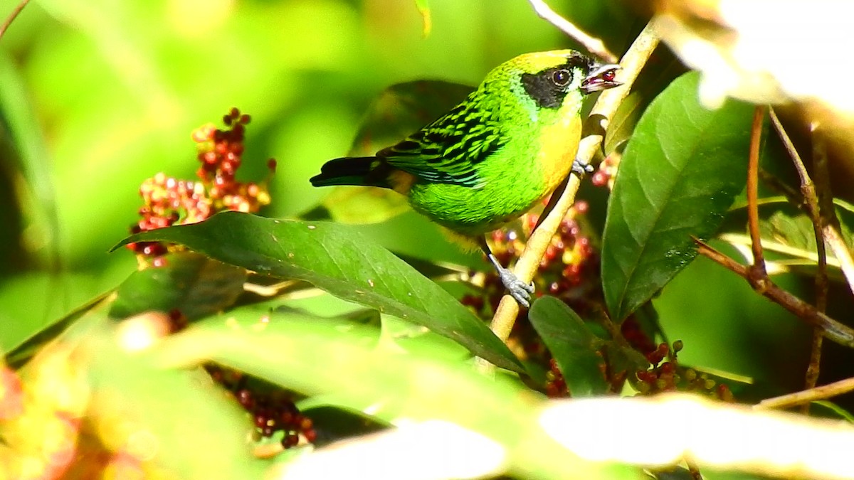 Green-and-gold Tanager - ML473764711