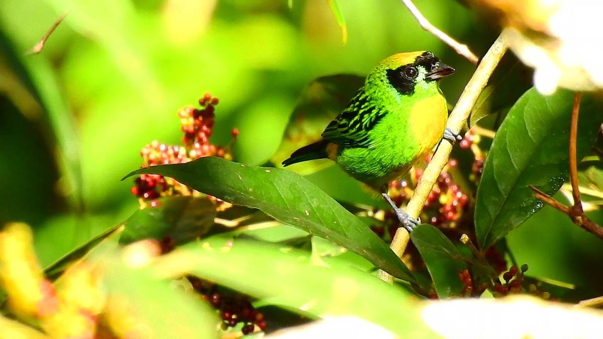 Green-and-gold Tanager - ML473764731