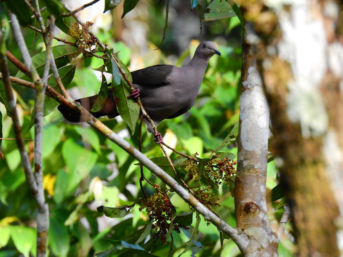 Plumbeous Pigeon - ML473765281