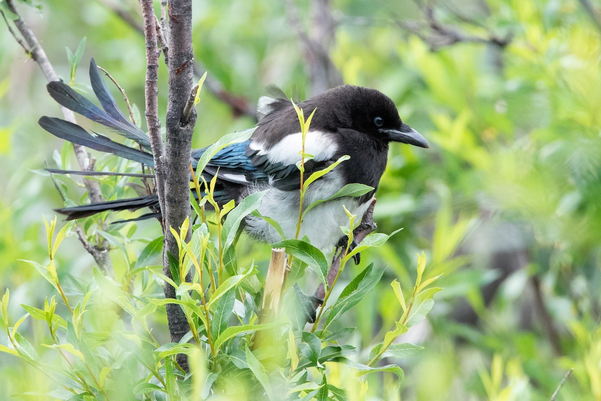 Black-billed Magpie - ML473765761