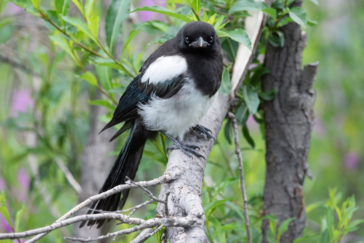 Black-billed Magpie - ML473765881