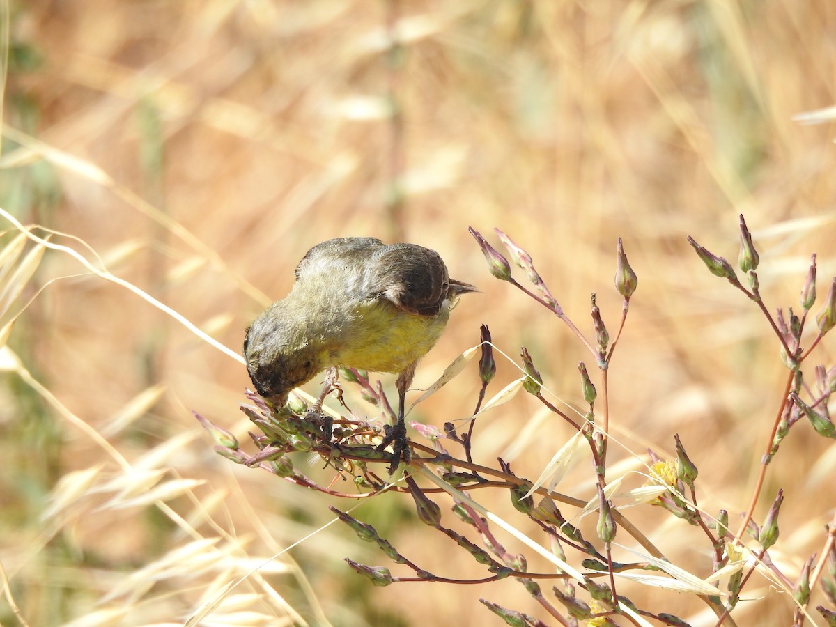 Lesser Goldfinch - ML473767351