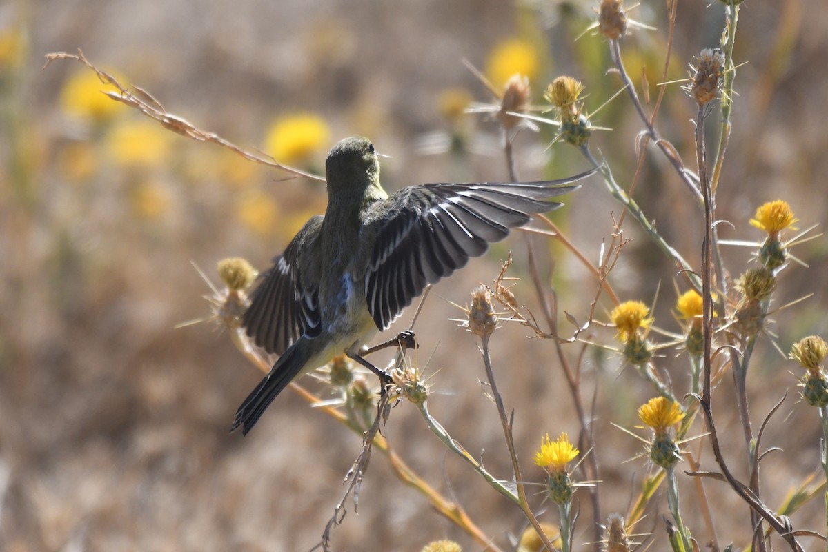 Lesser Goldfinch - ML473767561