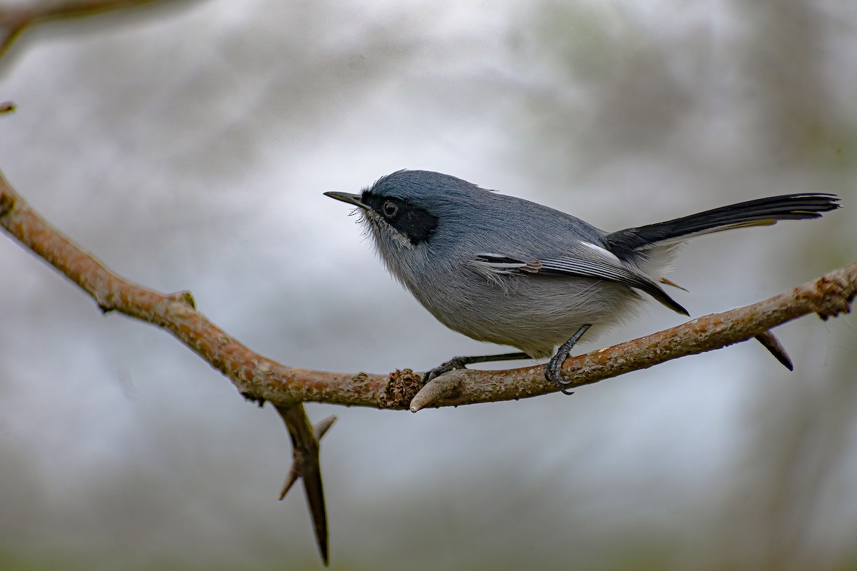 Masked Gnatcatcher - ML473768741