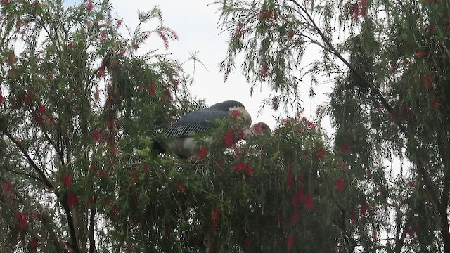 Marabou Stork - ML473769301