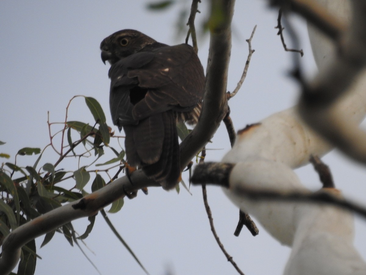 Brown Goshawk - Michael Daley