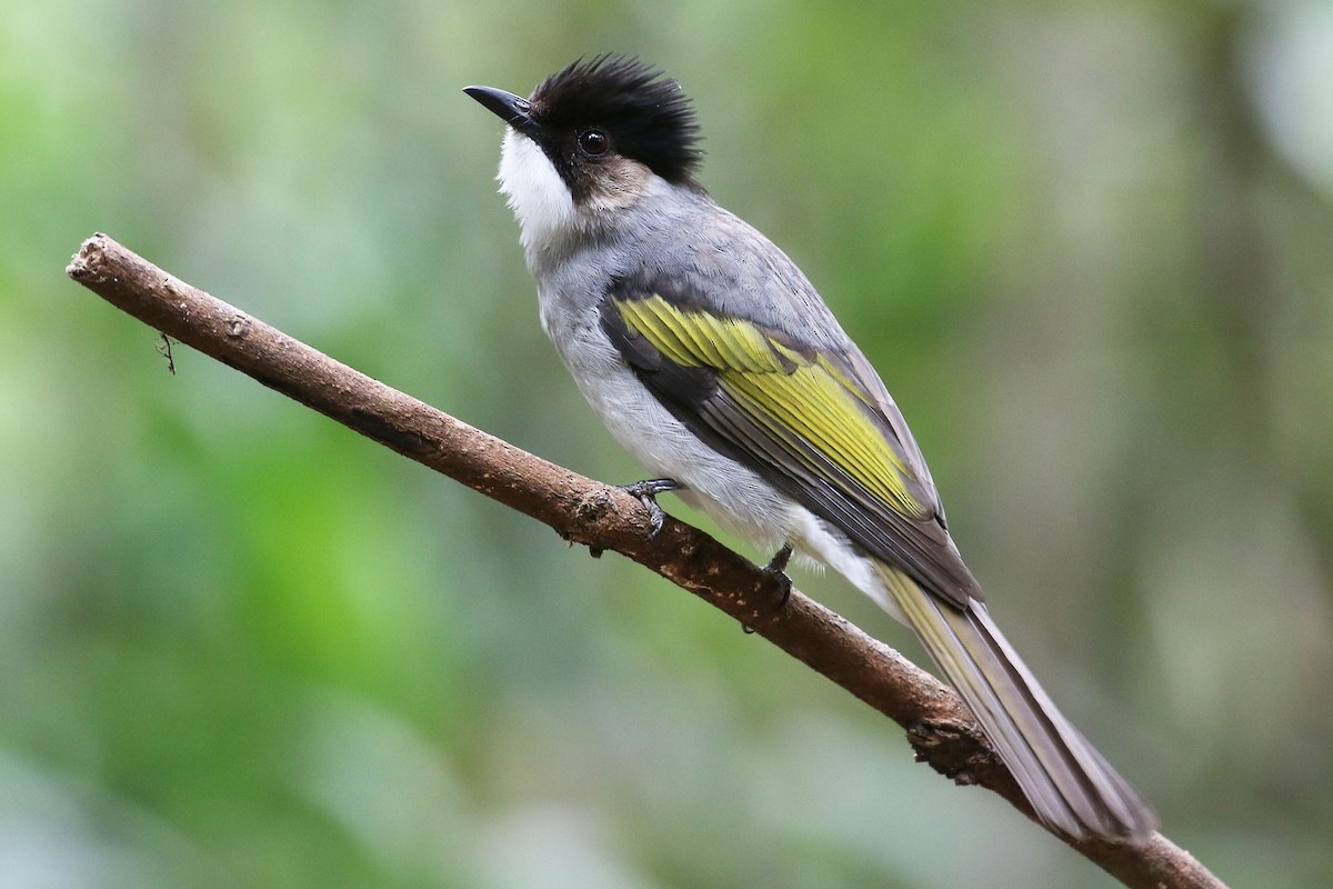 Ashy Bulbul - Paul Farrell