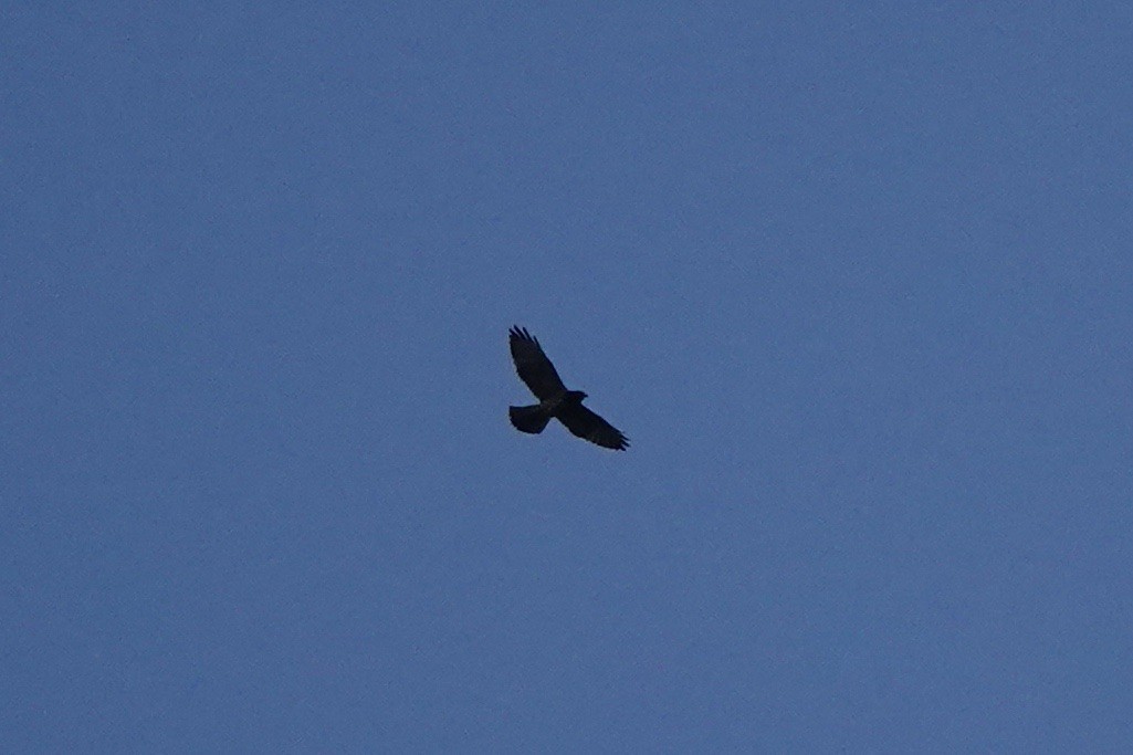 Broad-winged Hawk - ML473770561