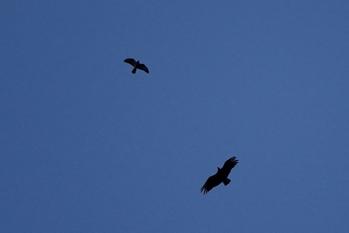 Broad-winged Hawk - ML473770571