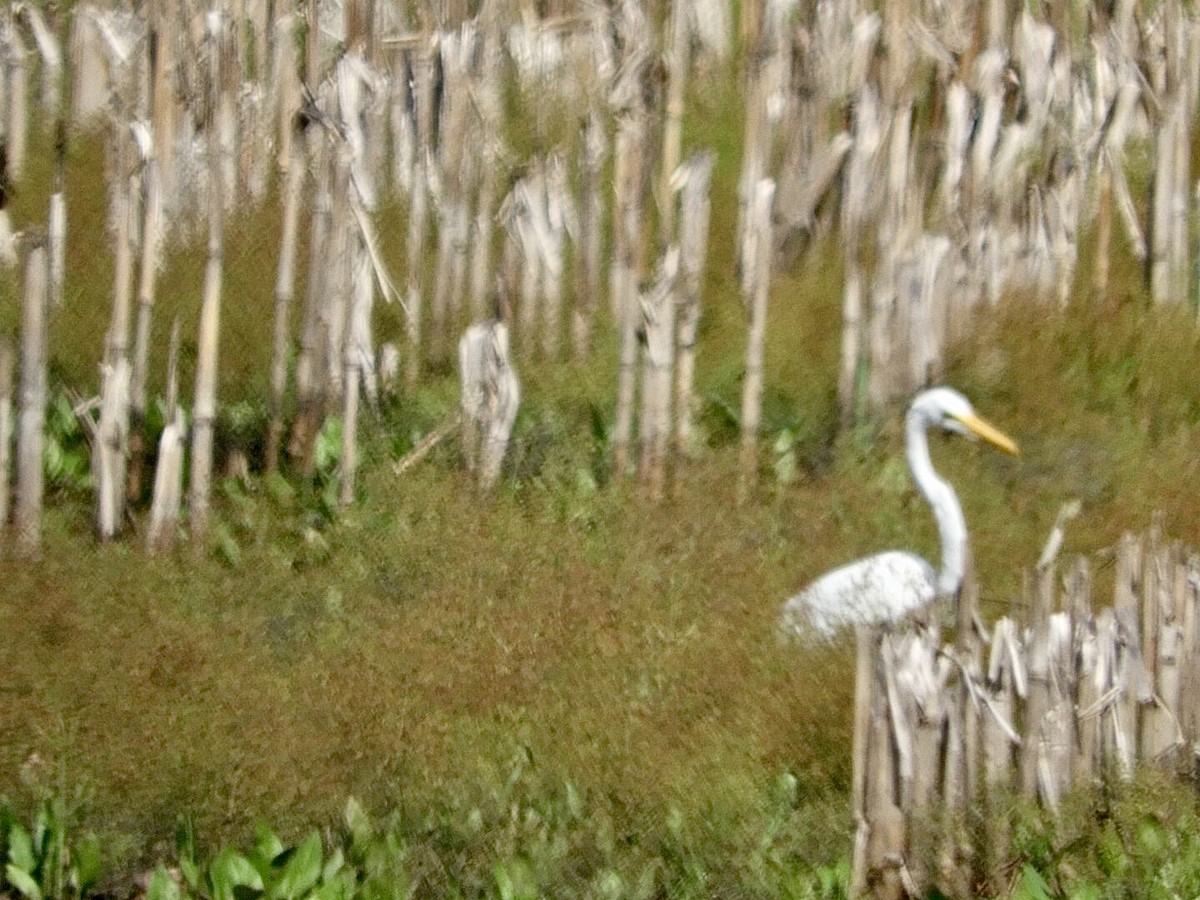 Great Egret - Lois Rockhill