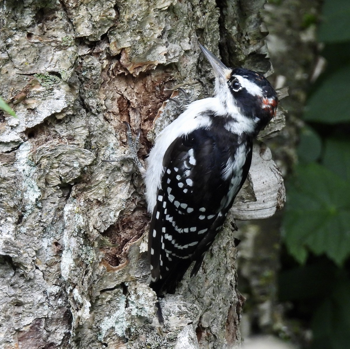 Hairy Woodpecker - kim schonning