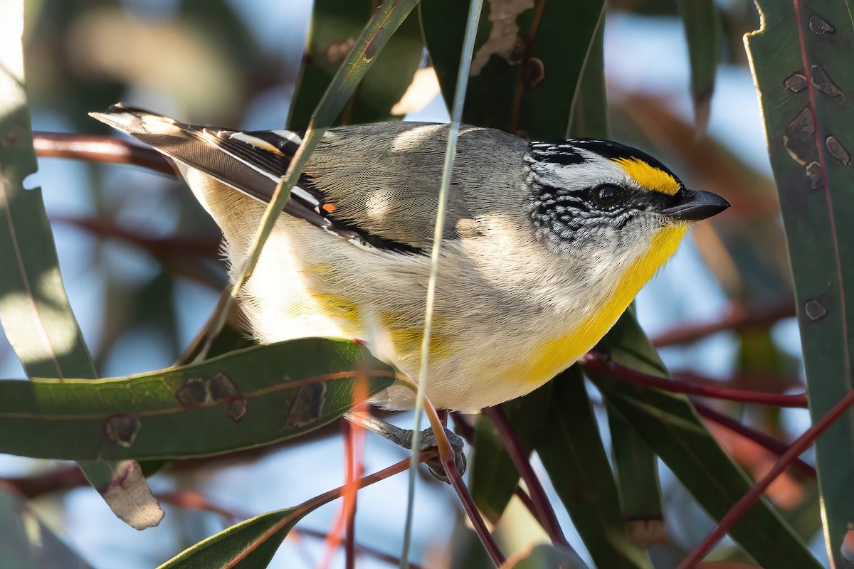 Striated Pardalote - ML473775391