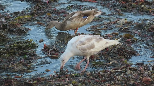 Glaucous-winged Gull - ML473775831