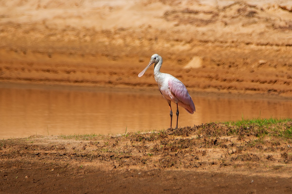 Roseate Spoonbill - José Antonio Padilla Reyes