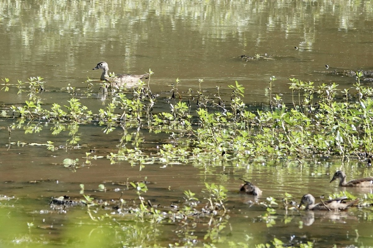 Wood Duck - ML473776861