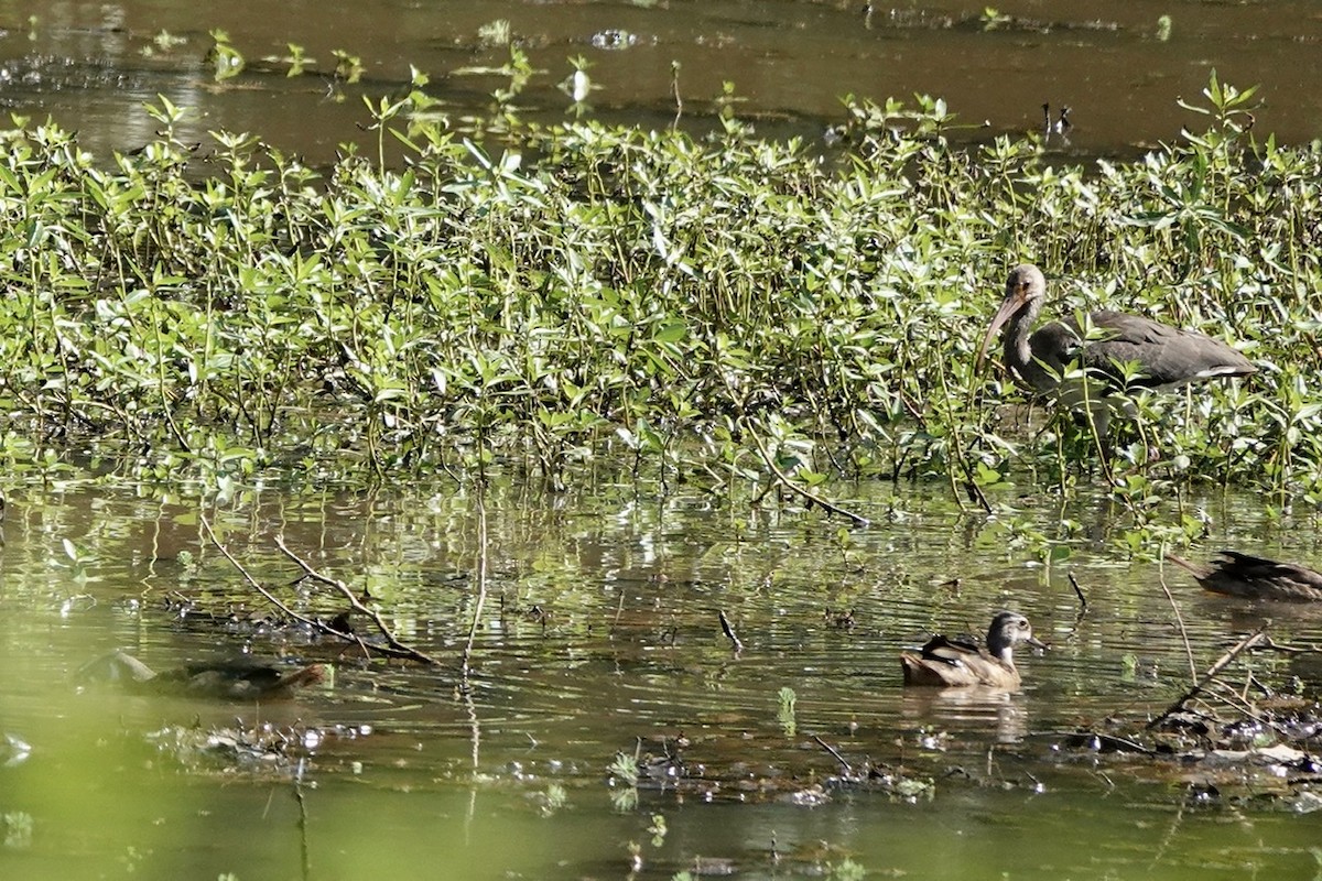 Wood Duck - ML473776901