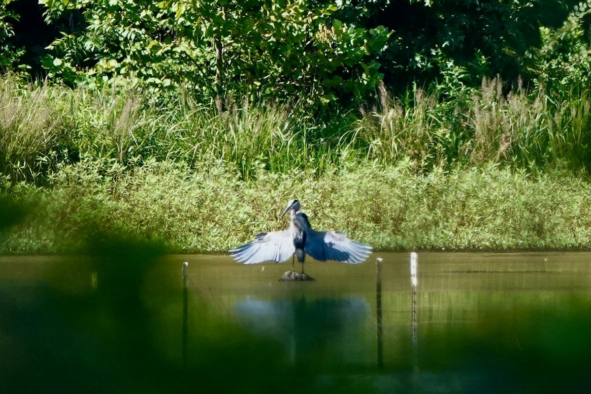 Great Blue Heron - ML473777041