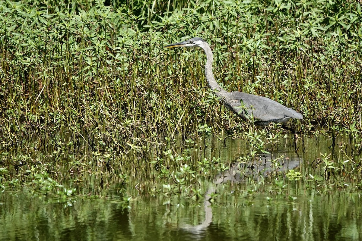 Great Blue Heron - ML473777051