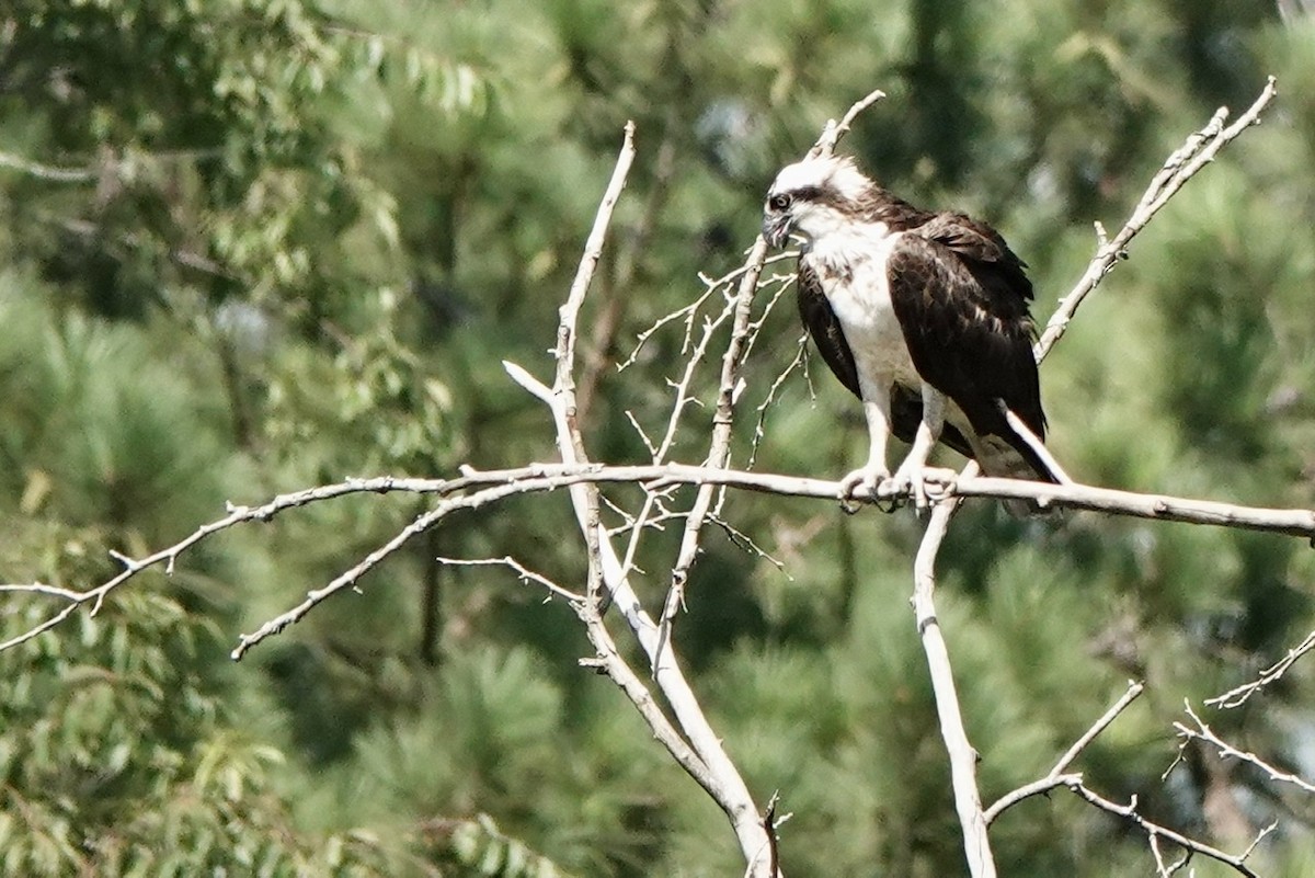 Osprey - ML473777181
