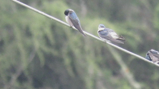 Golondrina Cejiblanca - ML473778651