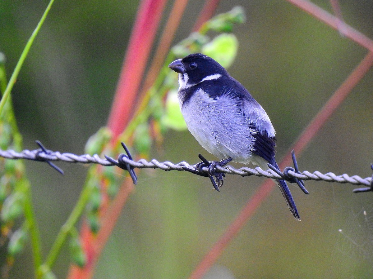 Wing-barred Seedeater (Caqueta) - ML473780001