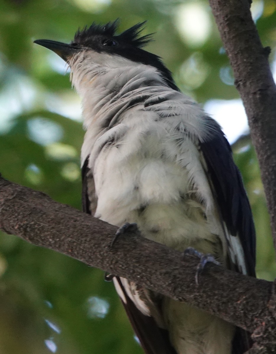 Pied Cuckoo - ML473780281