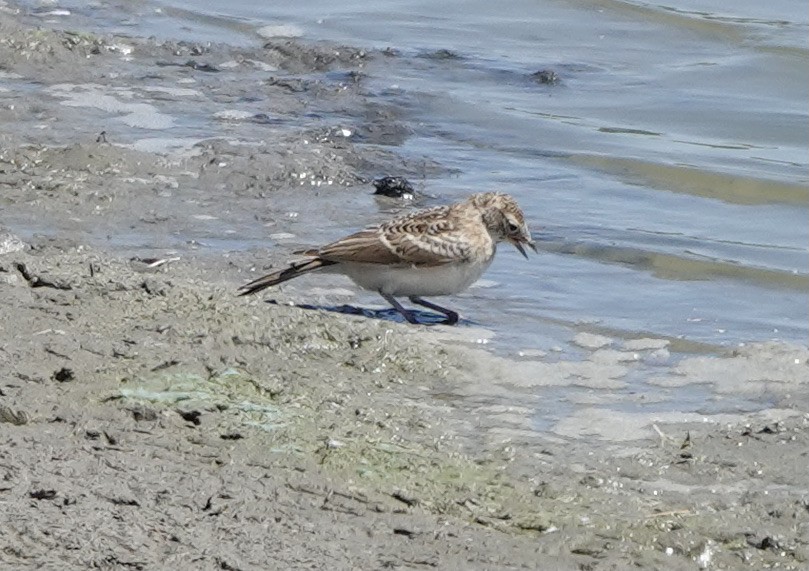 Horned Lark - Patricia Cullen