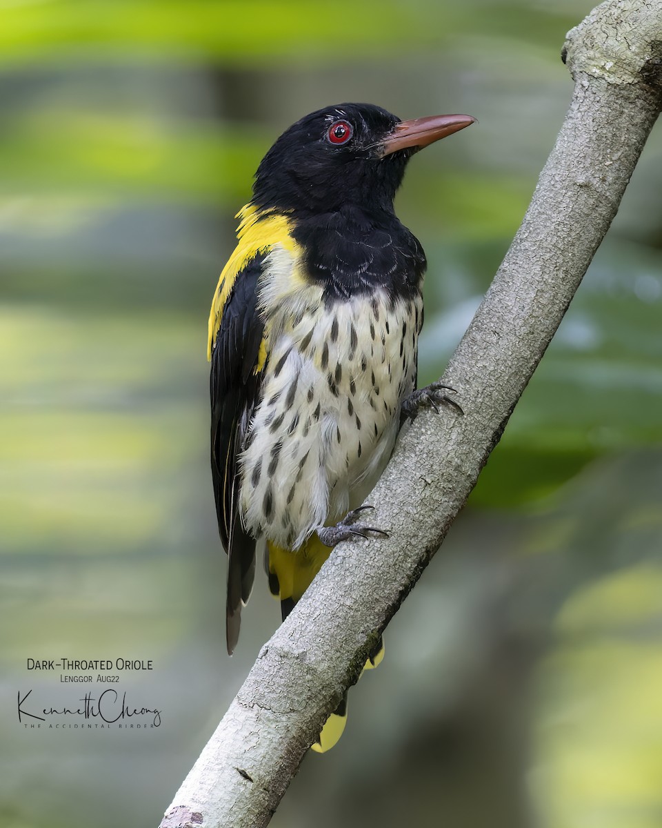 Dark-throated Oriole - ML473782031