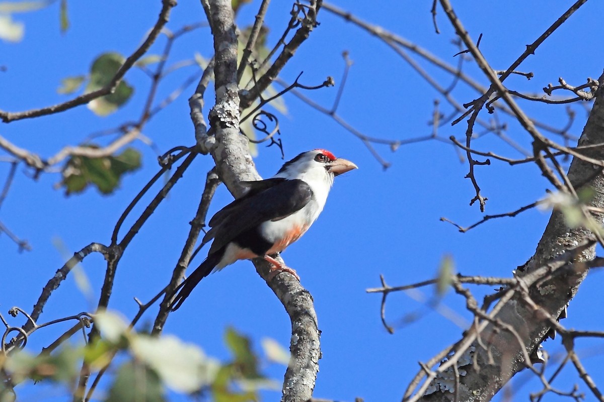 Black-backed Barbet (Black-backed) - ML47378431