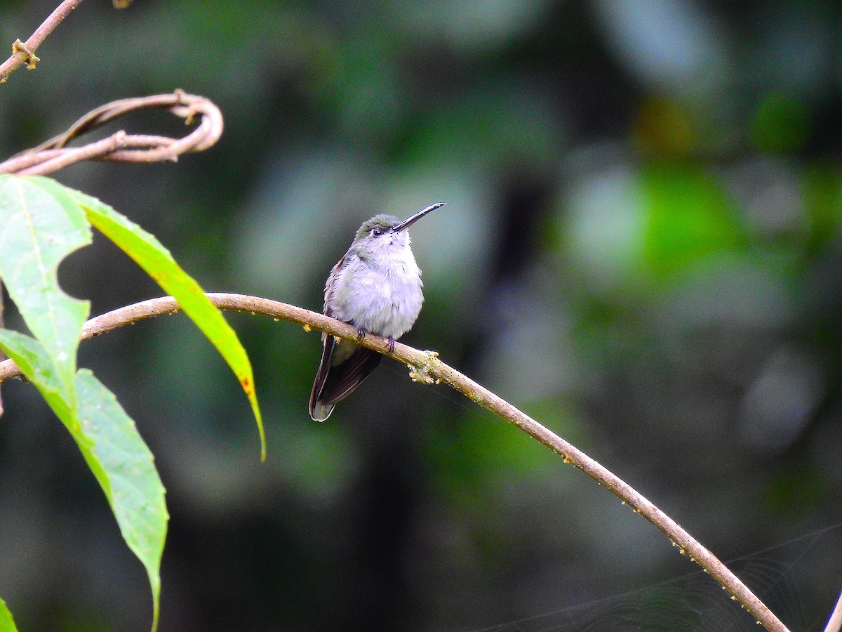 Gray-breasted Sabrewing - Edwin Munera