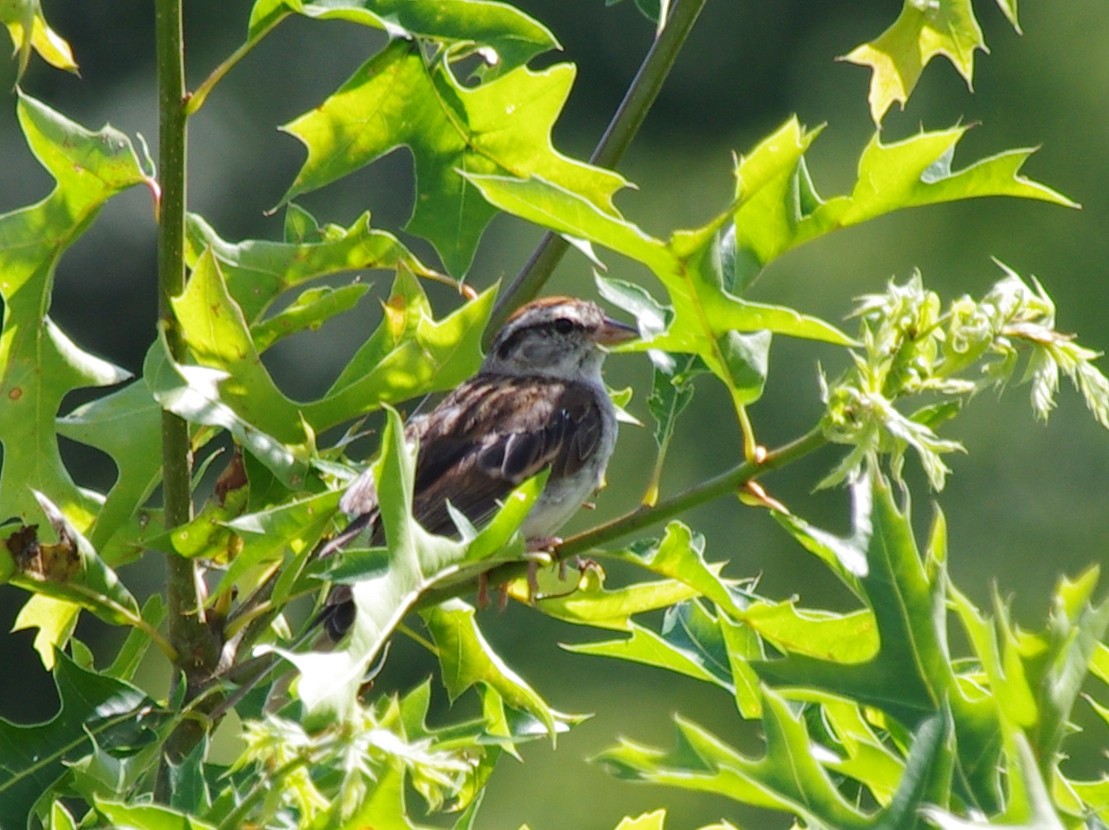 Chipping Sparrow - ML473787071