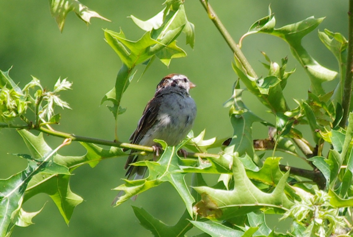 Chipping Sparrow - Daniel Gallagher