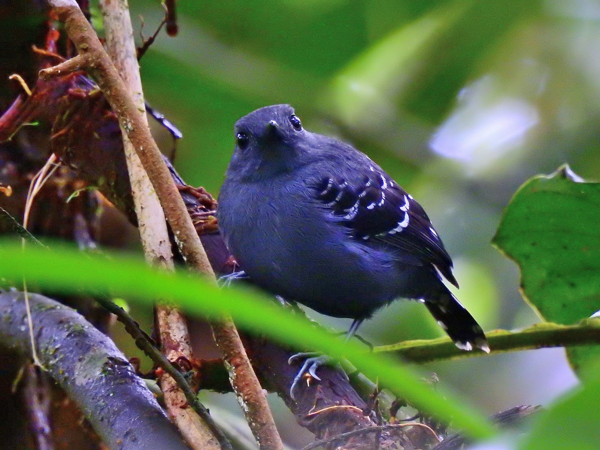 Common Scale-backed Antbird - ML473788911