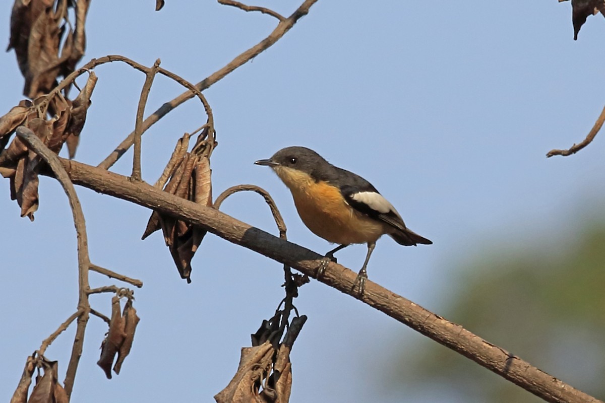 Southern Hyliota - Nigel Voaden