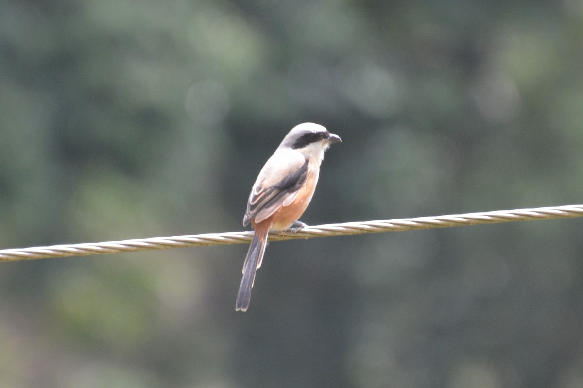 Long-tailed Shrike - ML473789741