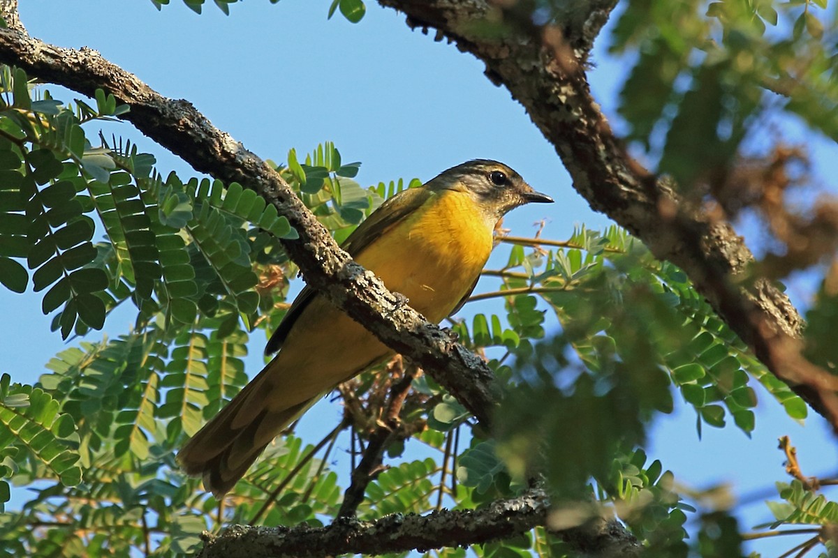 Purple-throated Cuckooshrike - ML47379091