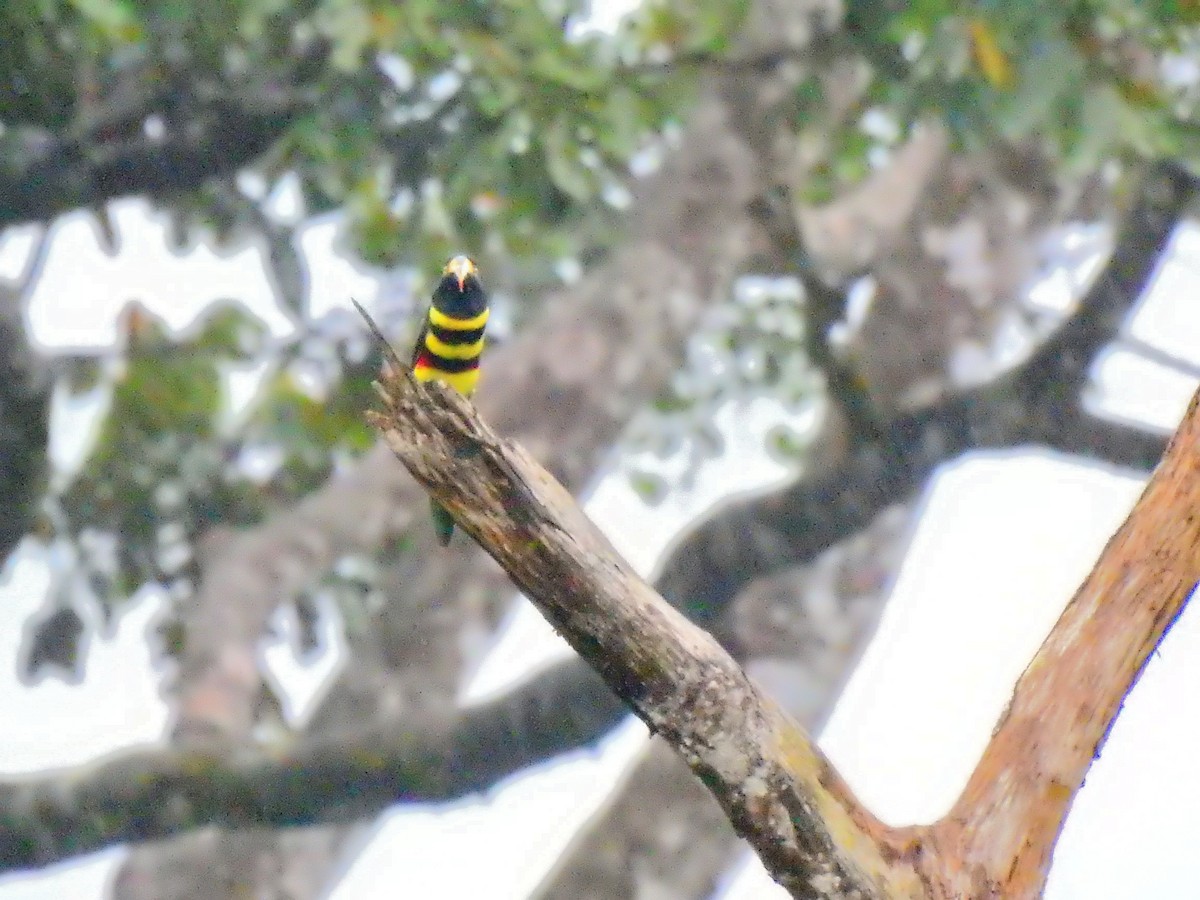 Many-banded Aracari - ML473791571