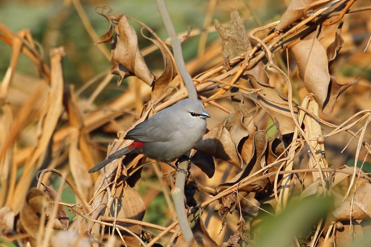 Black-tailed Waxbill - Nigel Voaden