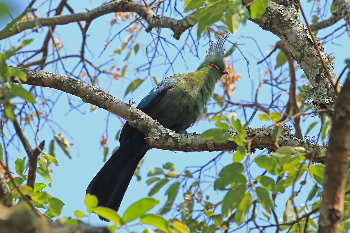 Schalow's Turaco - ML47379211